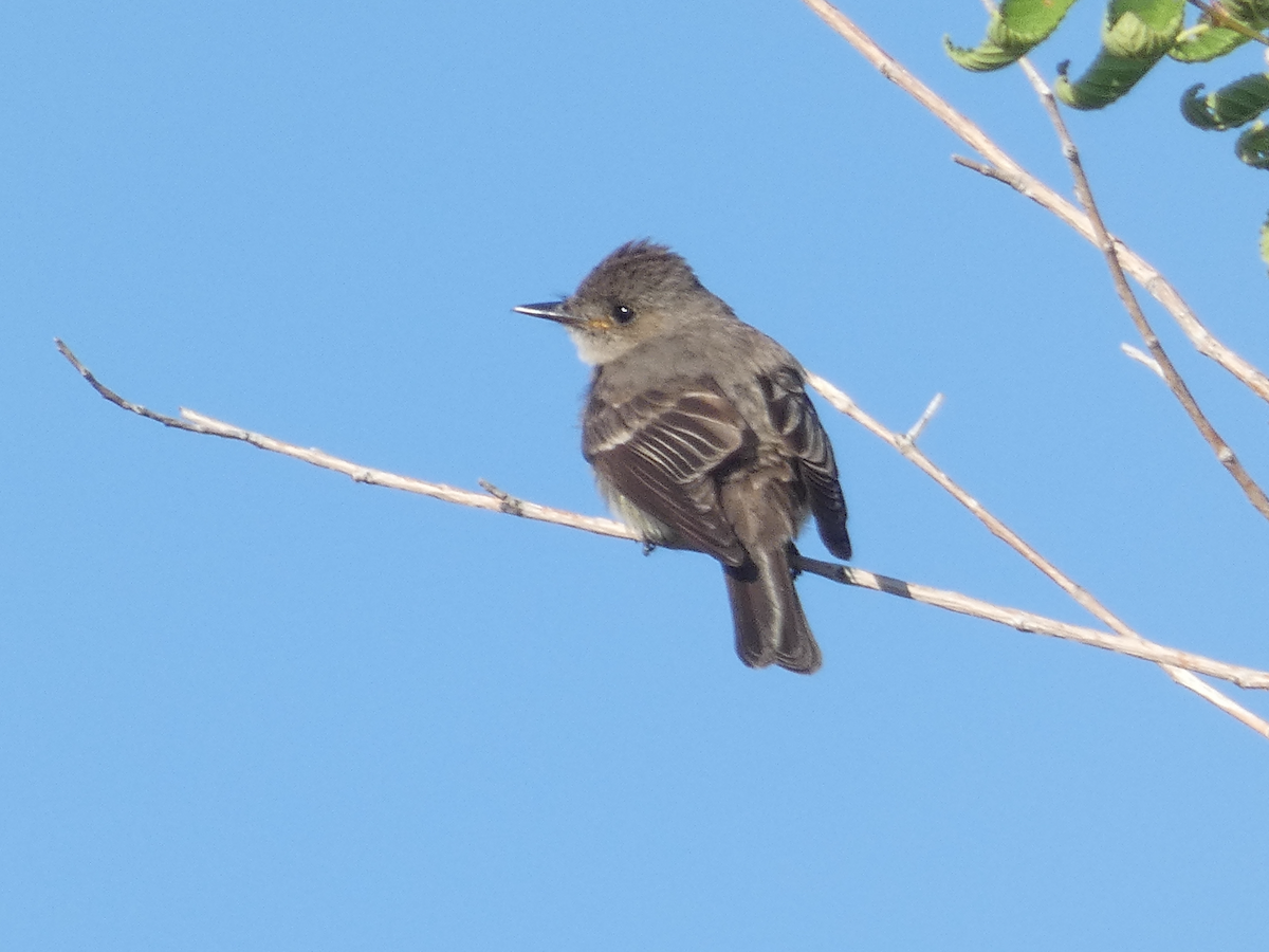 Western Wood-Pewee - ML477590321