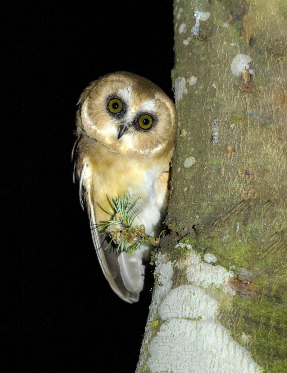 Unspotted Saw-whet Owl - ML477590541