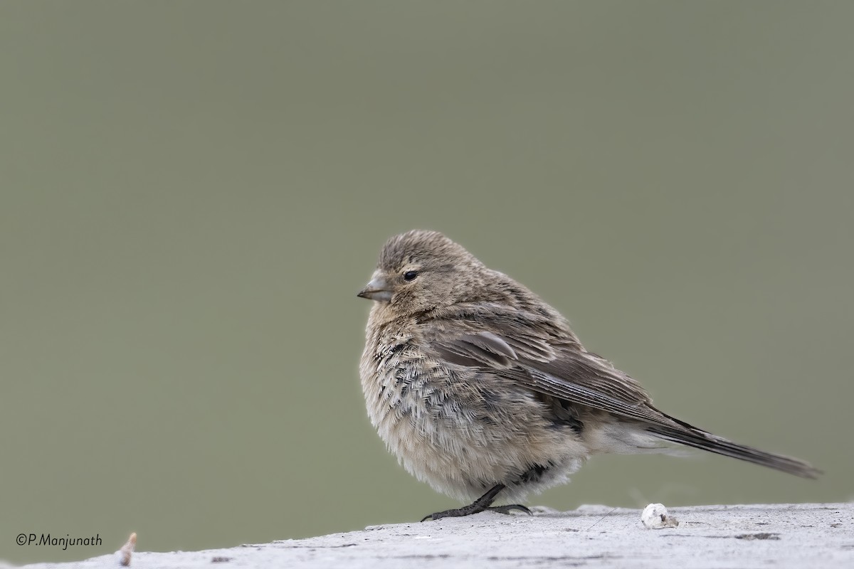 Twite - ML477591161