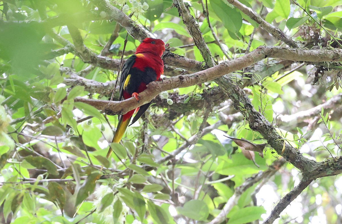 West Papuan Lorikeet - Robert Hutchinson