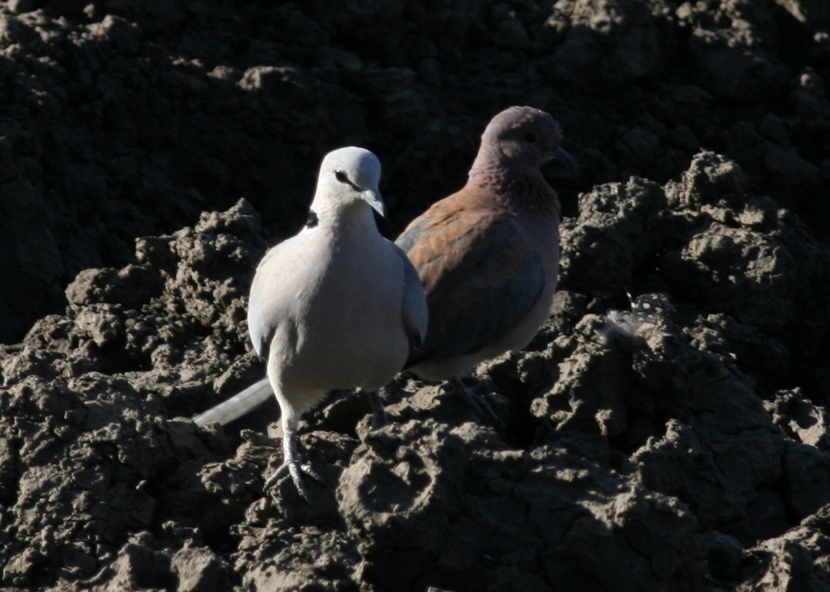 Ring-necked Dove - ML47759191