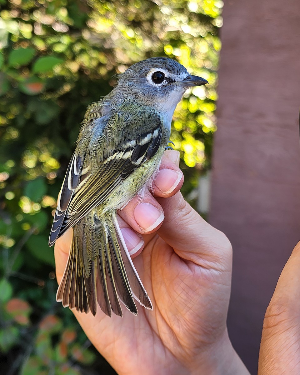 Blue-headed Vireo - Jeff Dyck