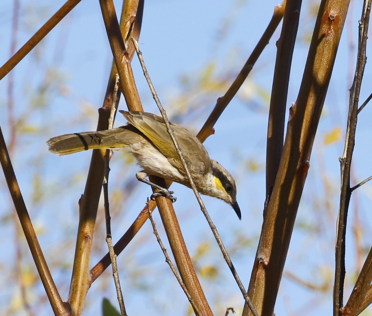 Singing Honeyeater - ML477592171