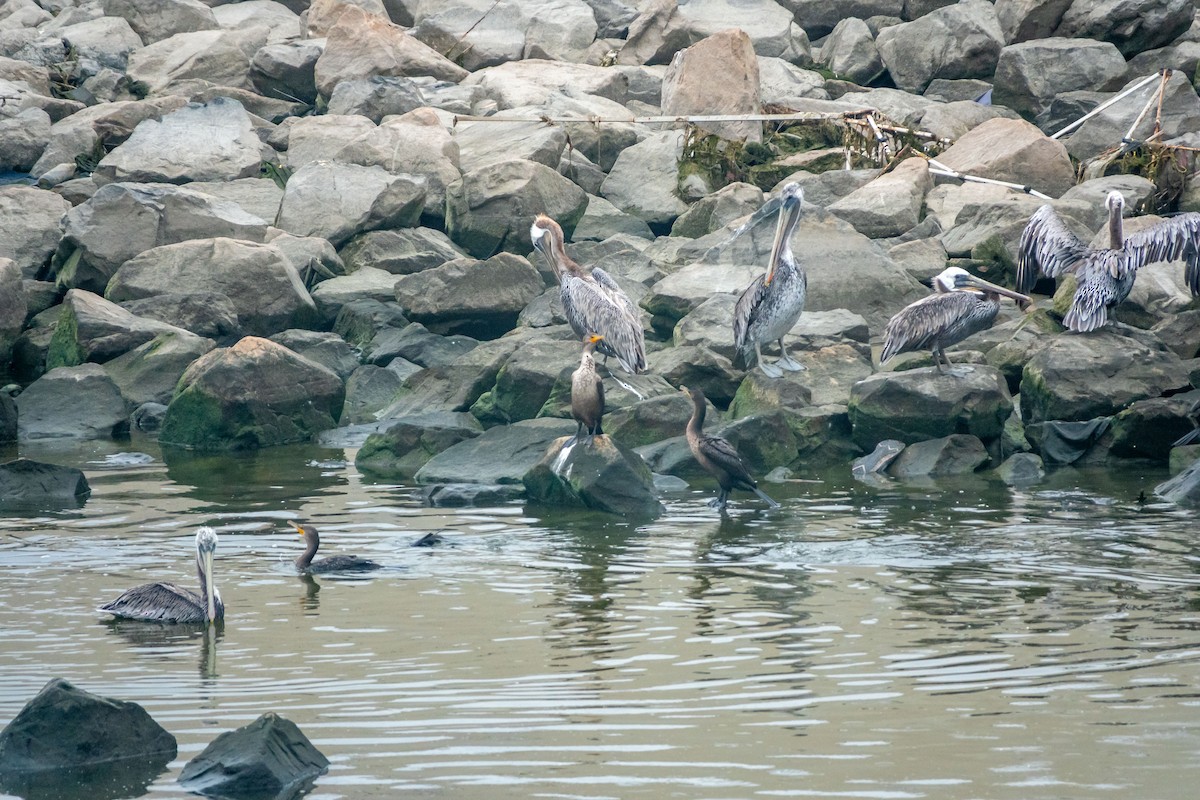 Brown Pelican - ML477592791