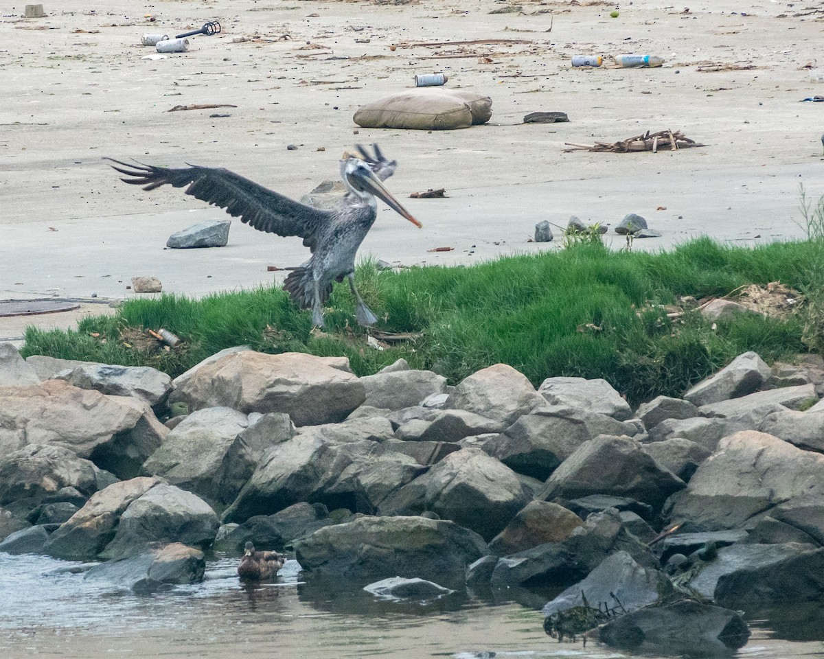 Brown Pelican - ML477592801