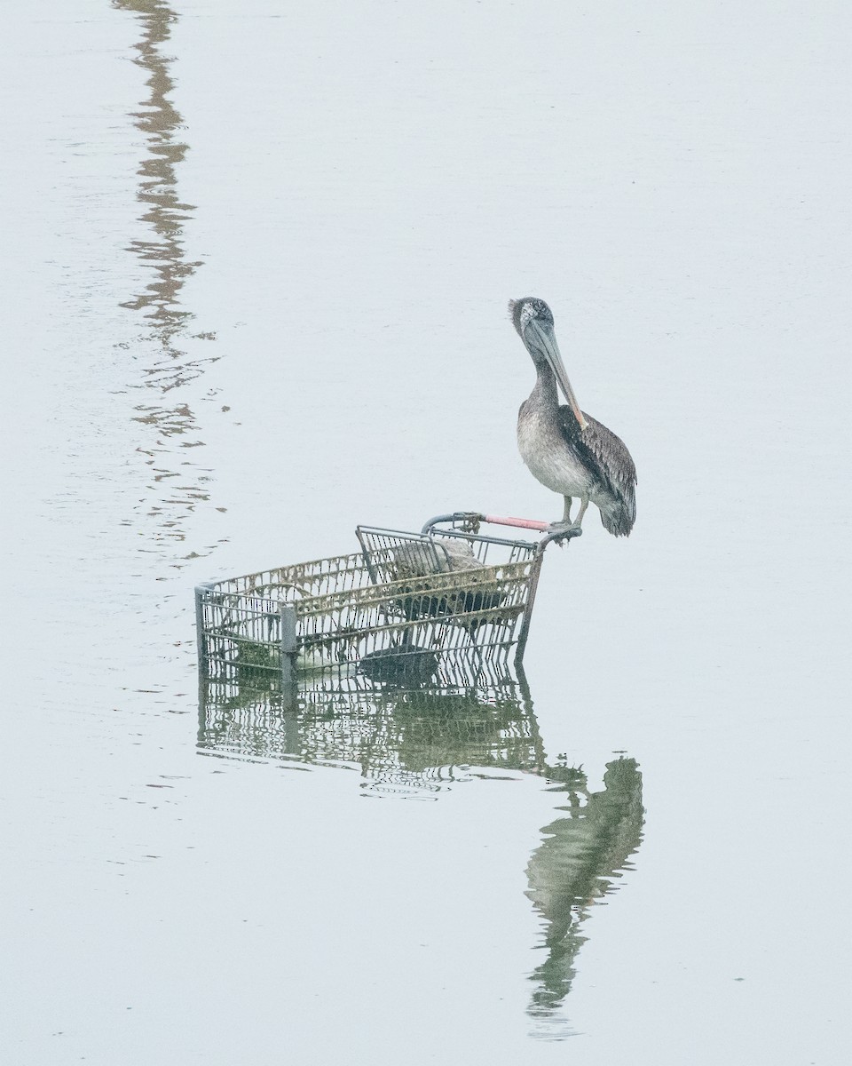 Brown Pelican - ML477592811