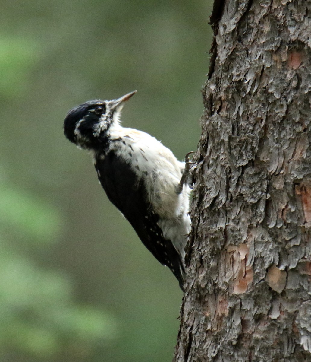 American Three-toed Woodpecker - ML477593321
