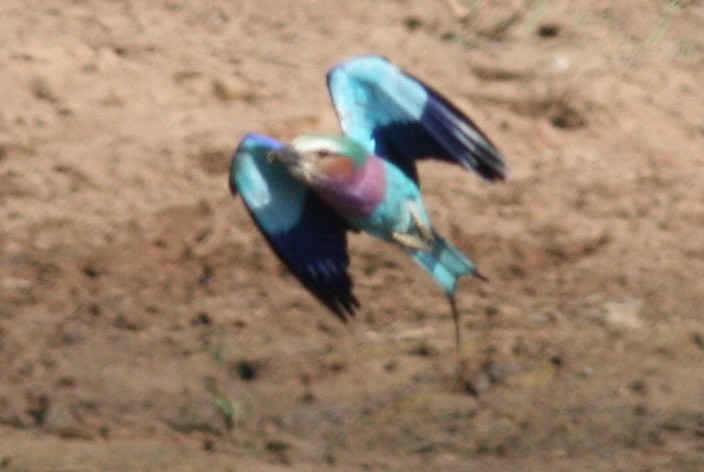 Lilac-breasted Roller - ML47759351