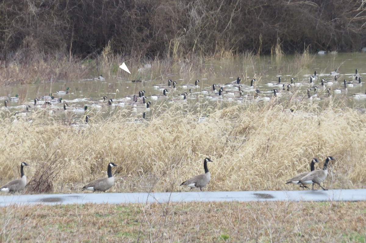 American Black Duck - ML47759361