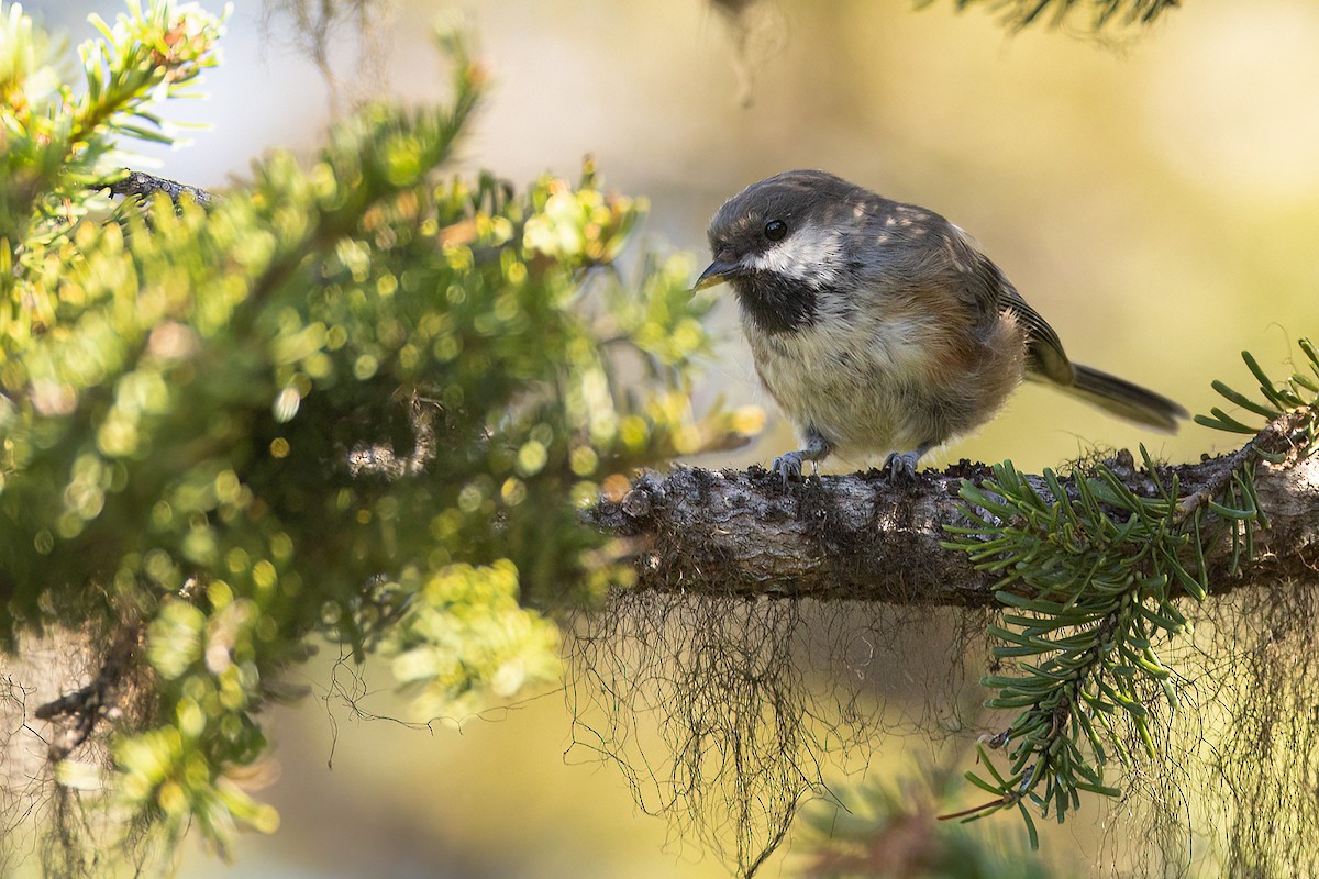 Boreal Chickadee - ML477594441