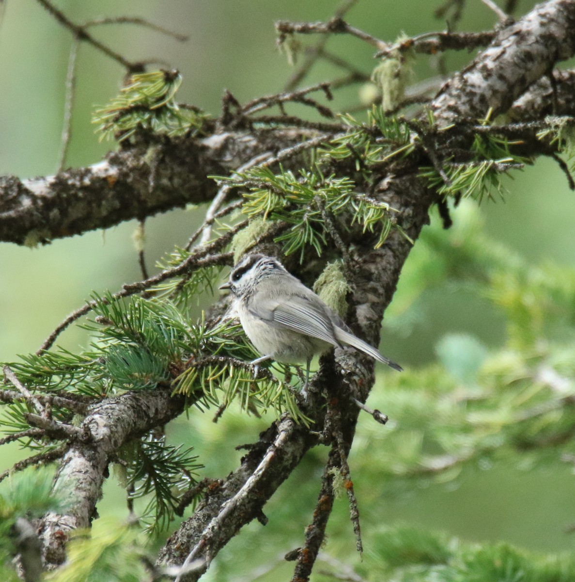 Mountain Chickadee - ML477594781