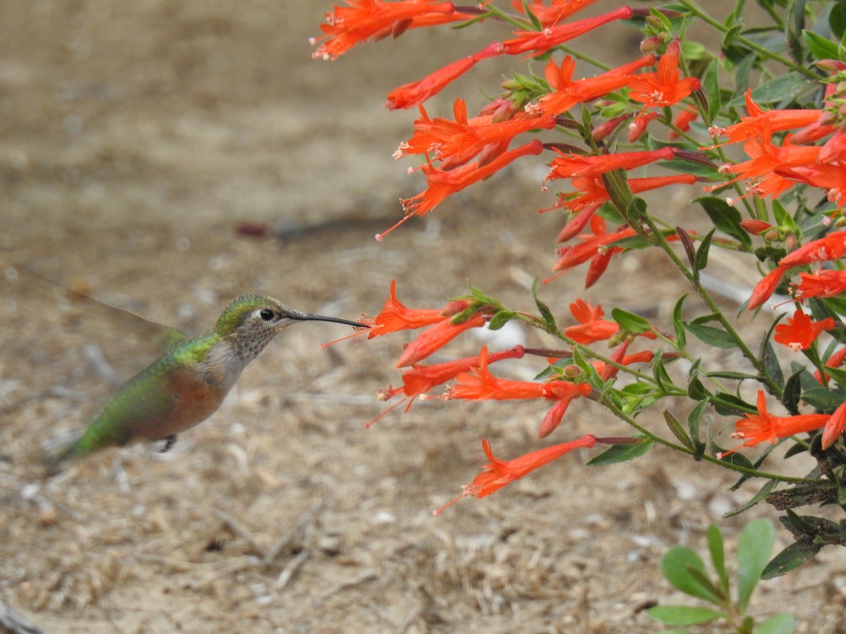 Broad-tailed Hummingbird - ML477594861