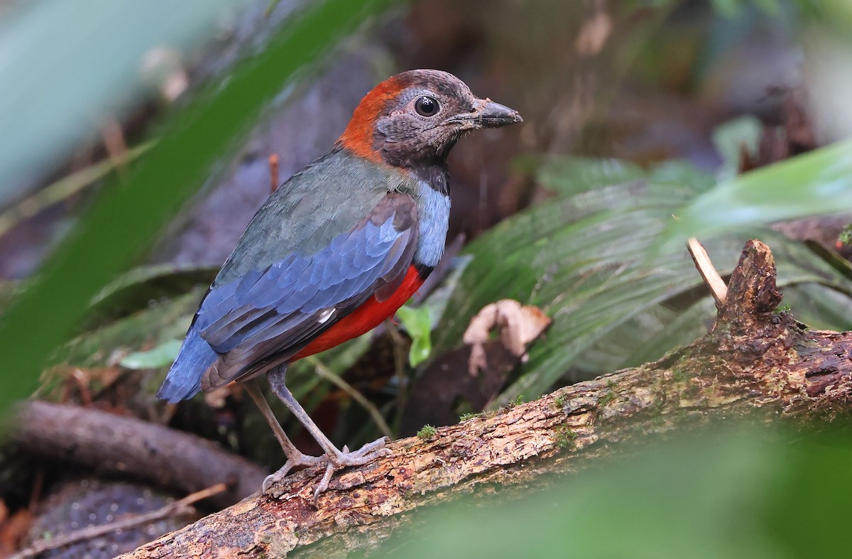 South Papuan Pitta - ML477595031