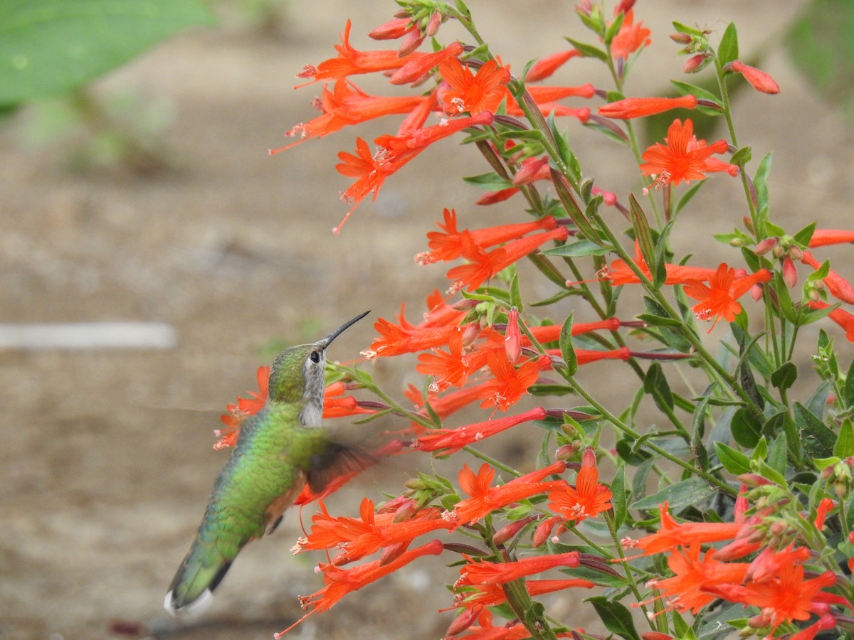 Broad-tailed Hummingbird - ML477595141