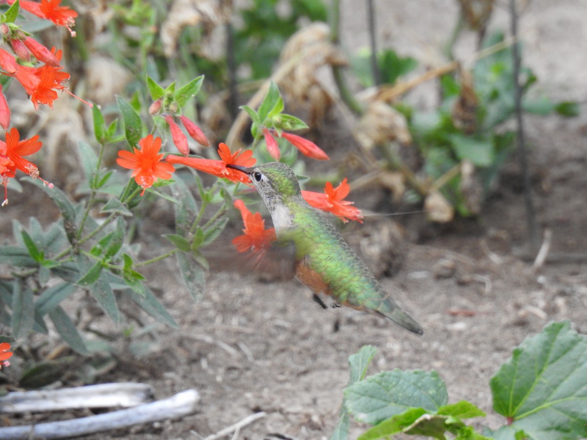 Broad-tailed Hummingbird - ML477595241