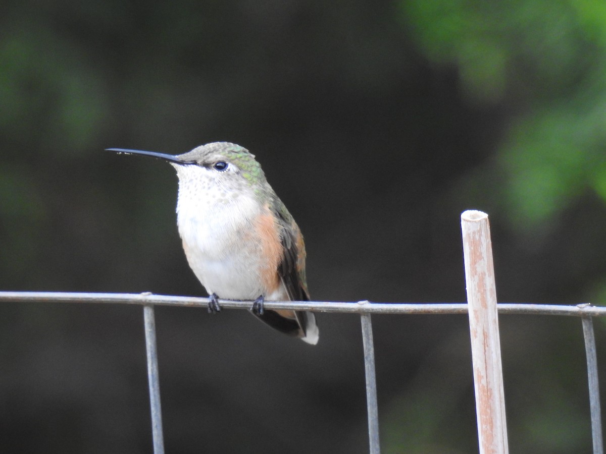 Broad-tailed Hummingbird - ML477595611