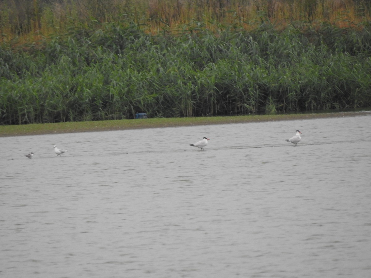 Caspian Tern - ML477595811