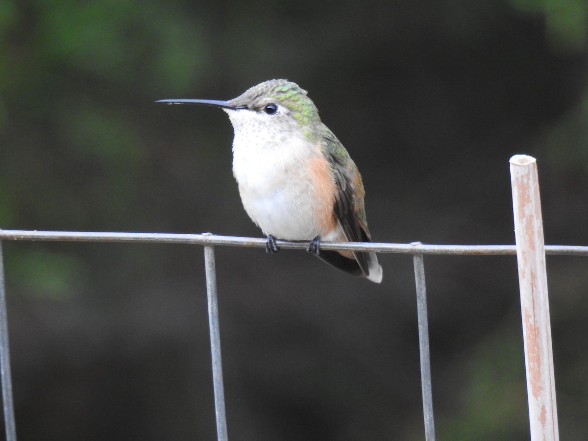 Broad-tailed Hummingbird - ML477595891