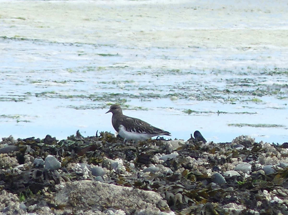Black Turnstone - ML477595901