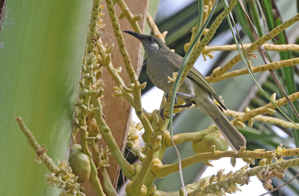 Olive Honeyeater - ML477597361