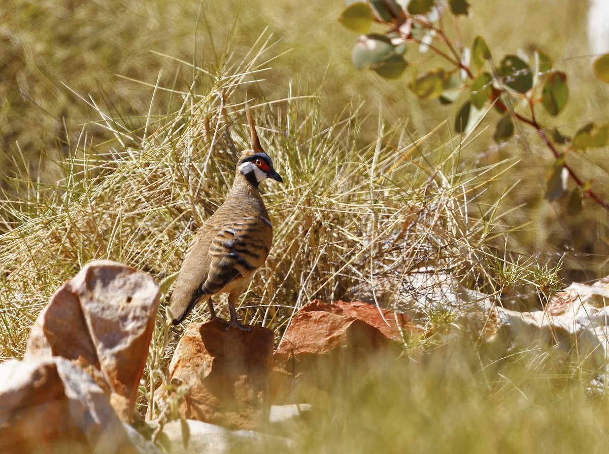 Spinifex Pigeon - ML477598191