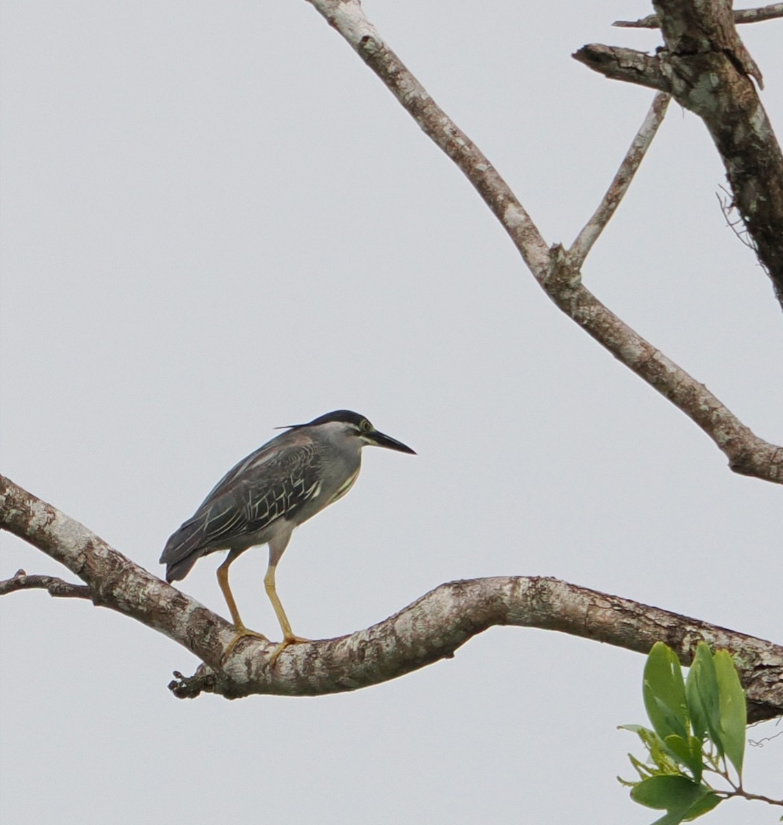 Little Heron - ML477598691