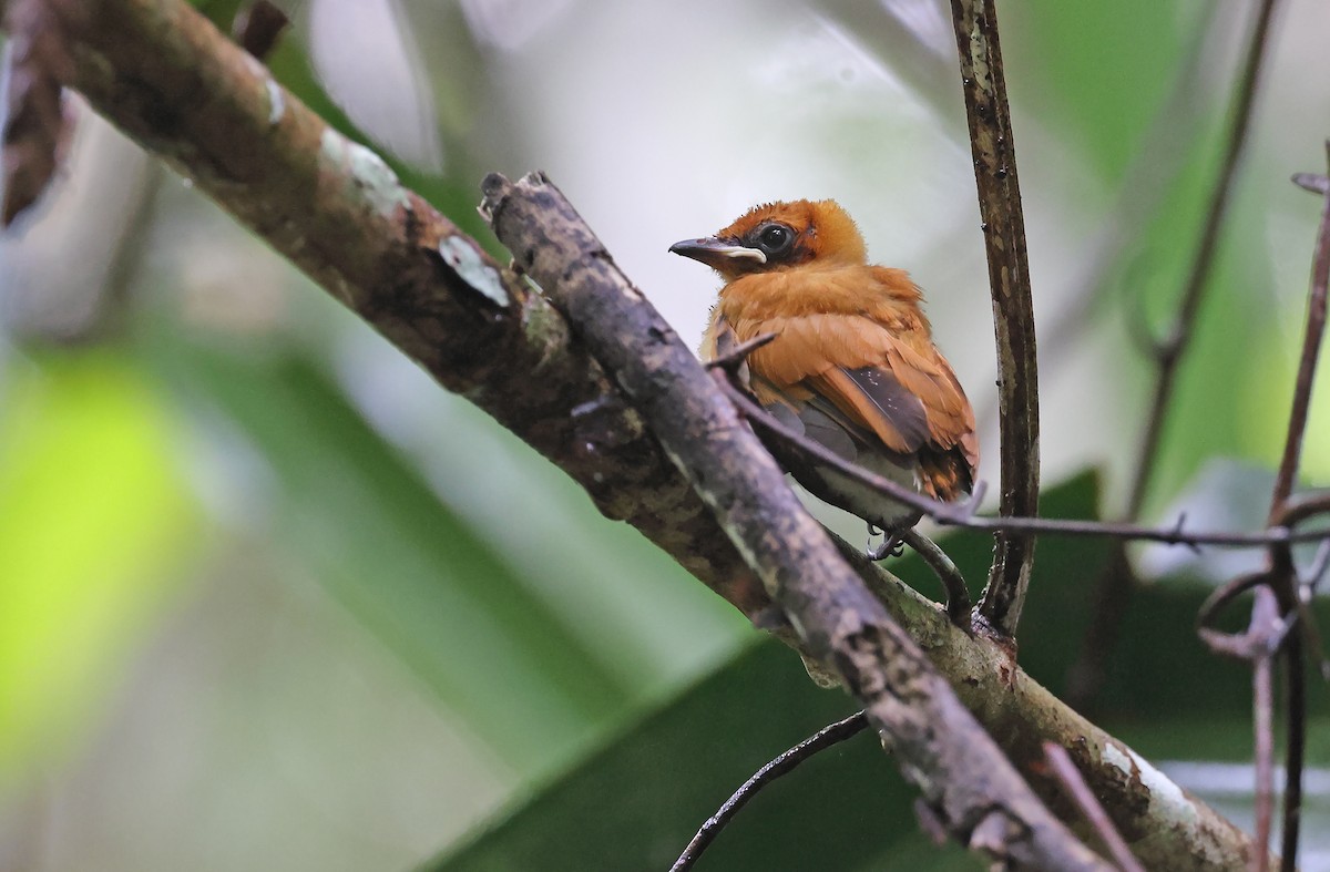 Frilled Monarch - Robert Hutchinson