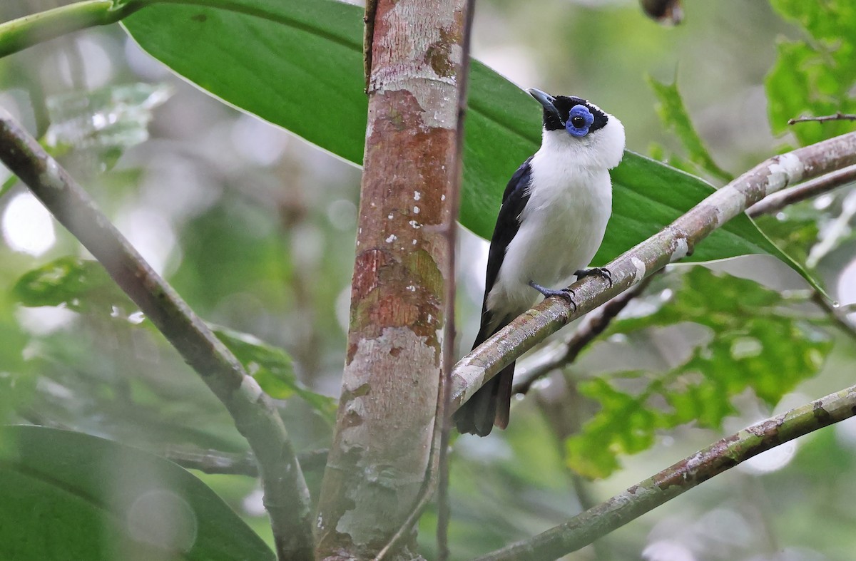 Frilled Monarch - Robert Hutchinson