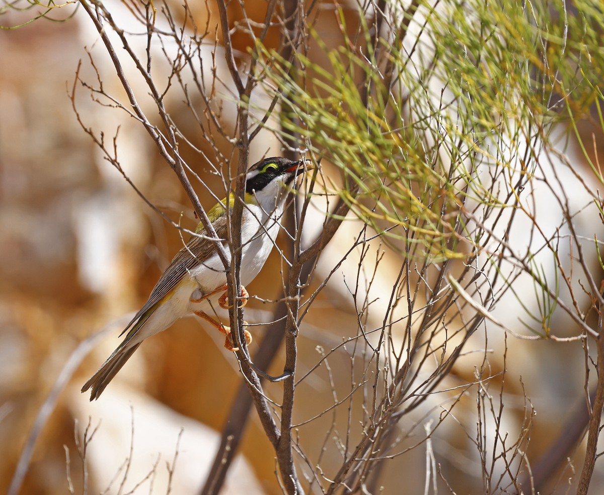 Black-chinned Honeyeater - ML477598861