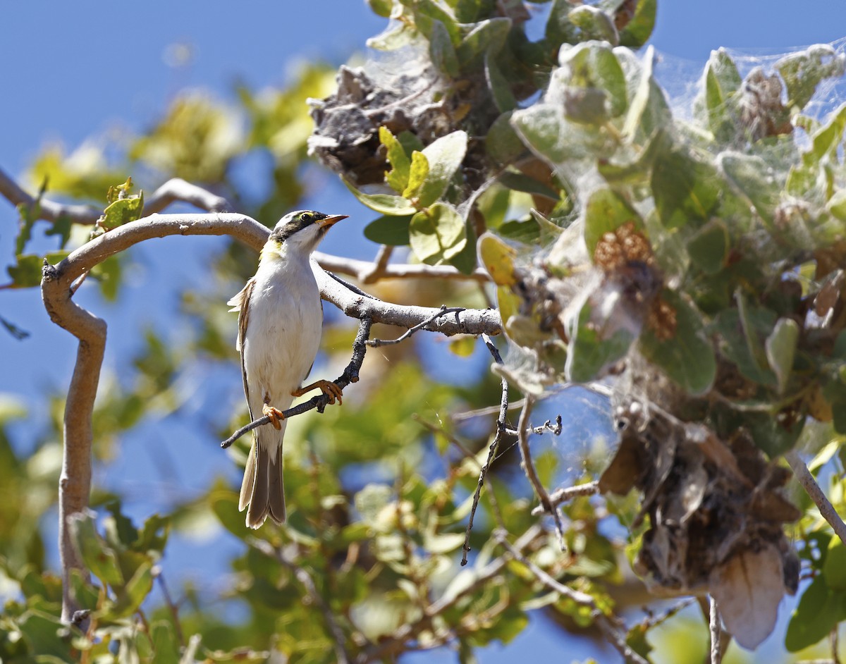 Black-chinned Honeyeater - Julie Sarna