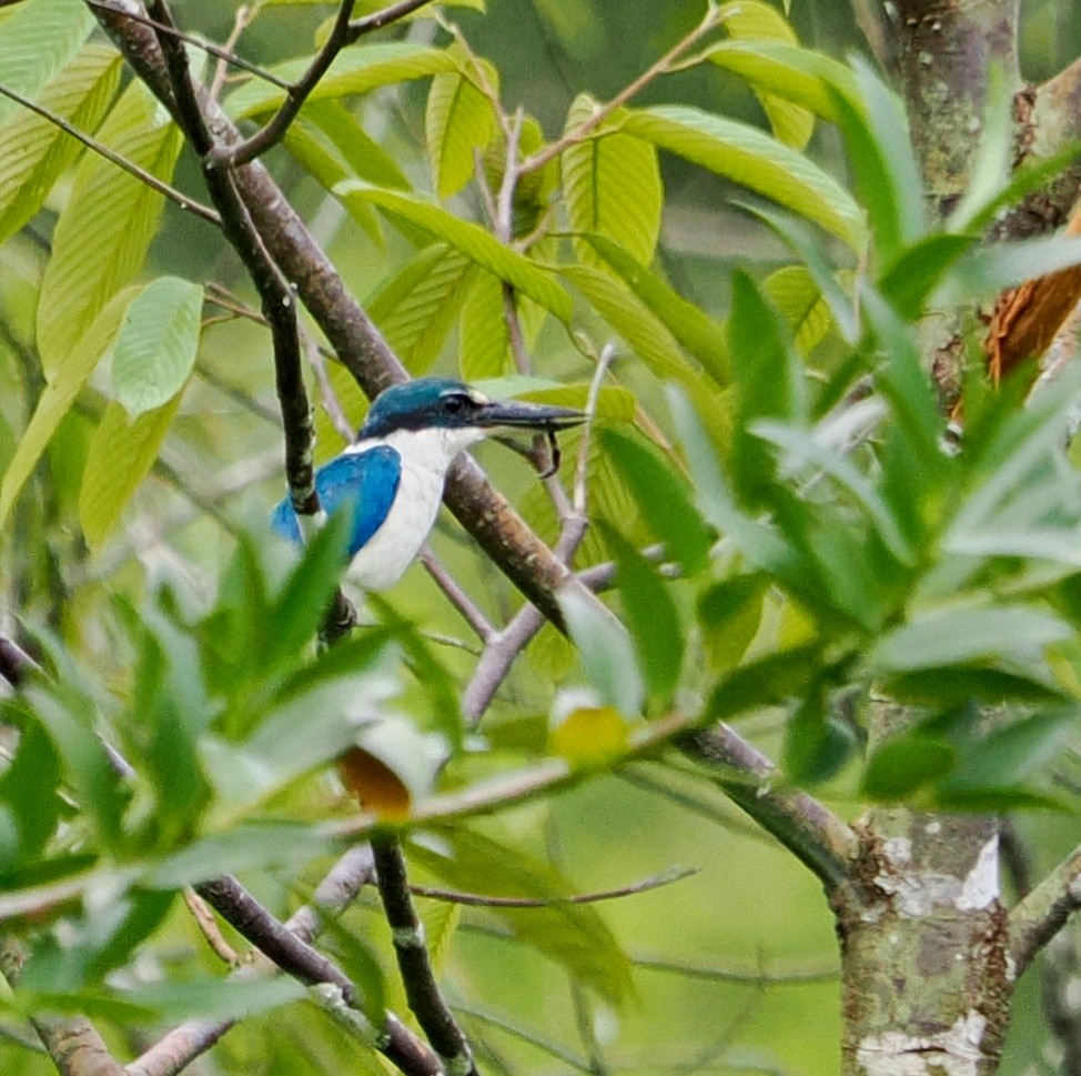 Collared Kingfisher - ML477599061