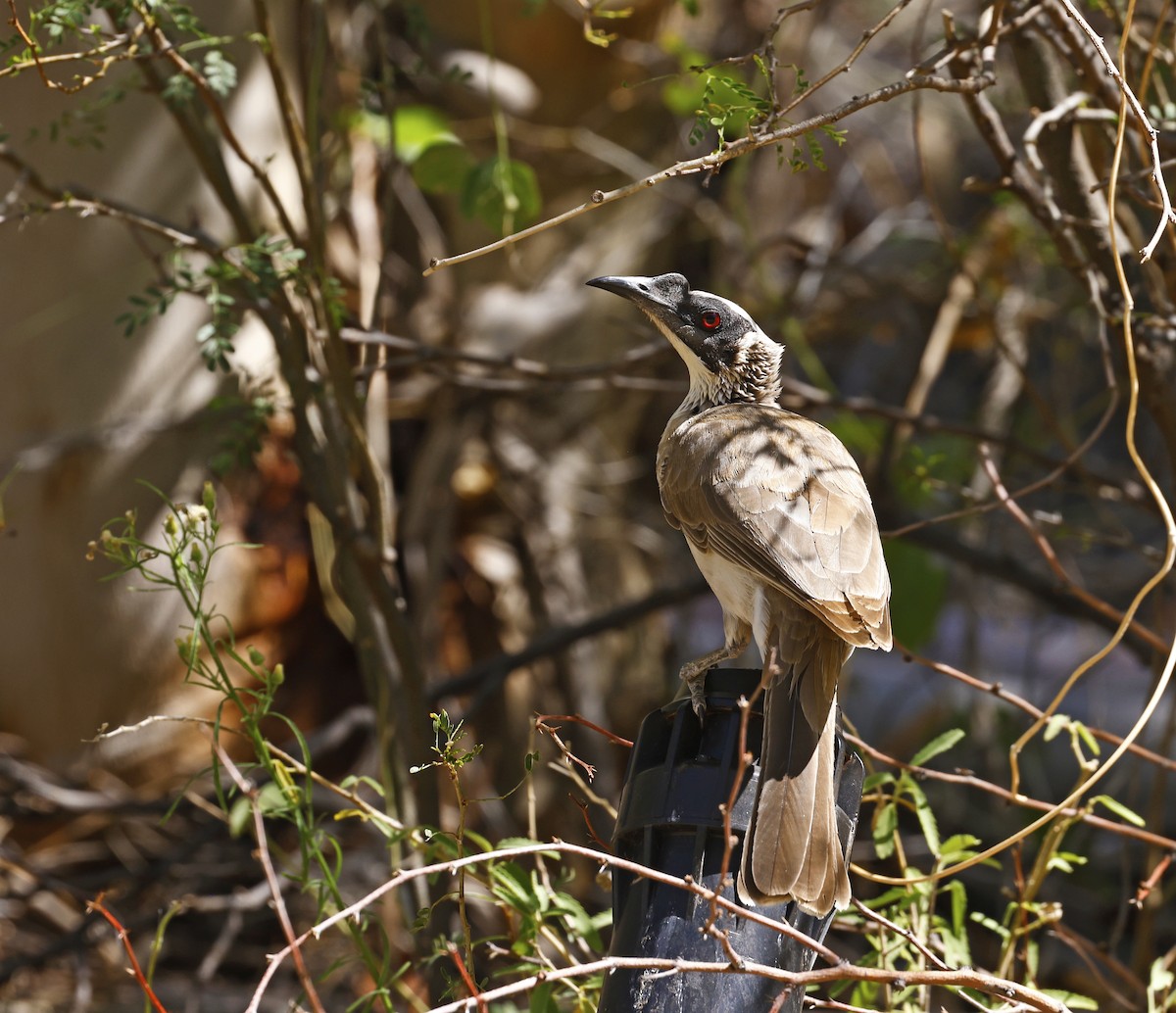 Silver-crowned Friarbird - ML477599081