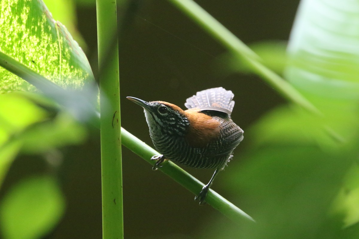 Riverside Wren - Adrian Vilca