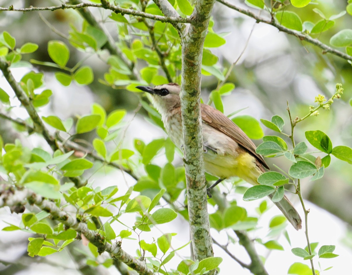 Yellow-vented Bulbul - ML477599121