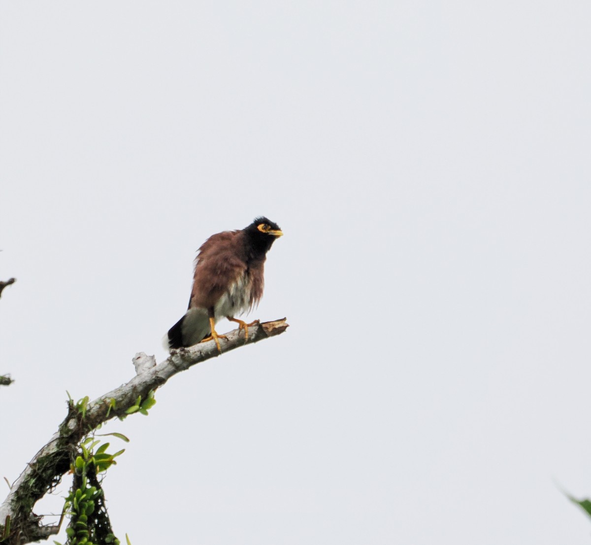 Common Myna - ML477599181