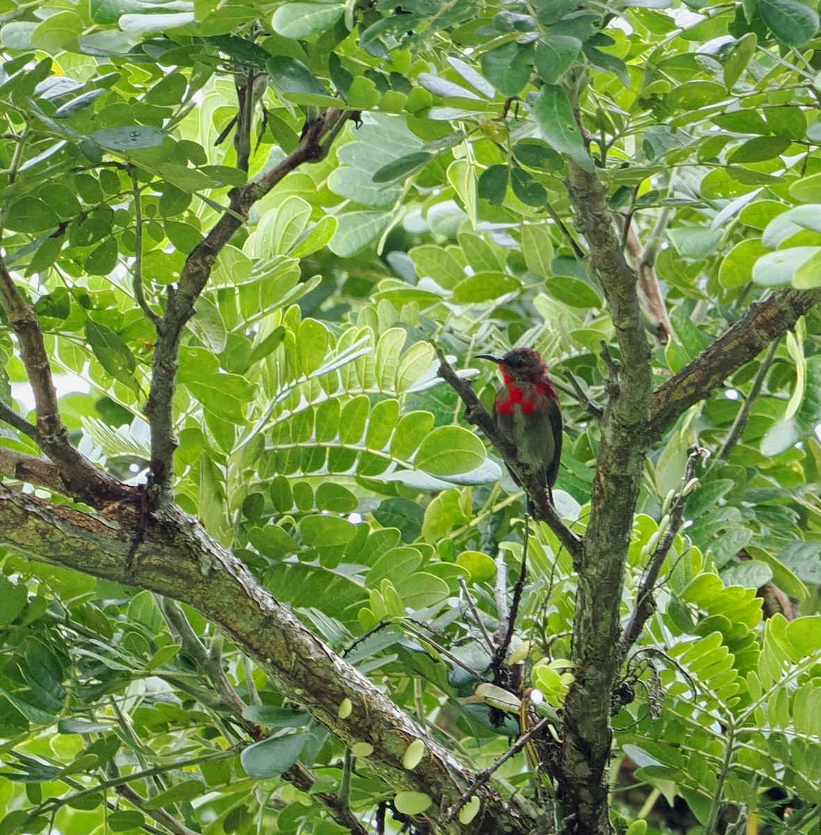 Crimson Sunbird - ML477599281