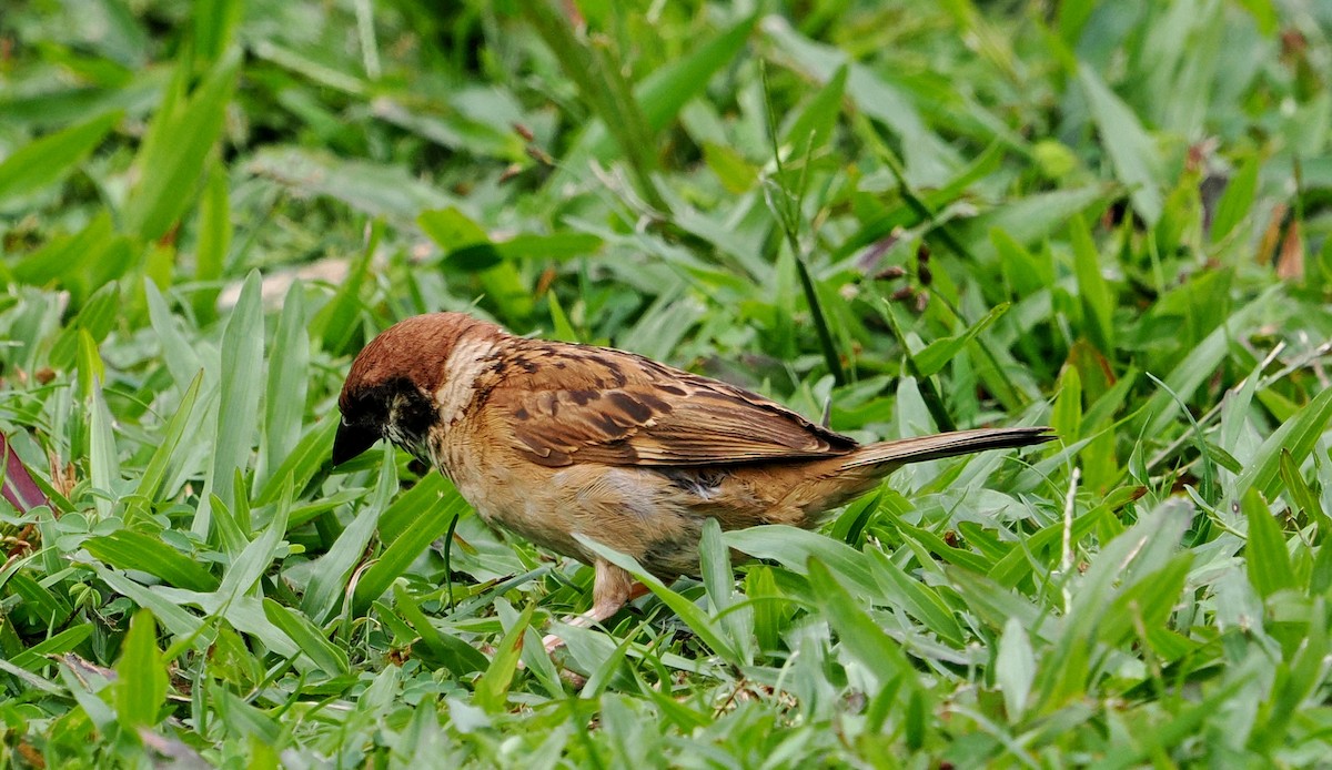 Eurasian Tree Sparrow - ML477599321