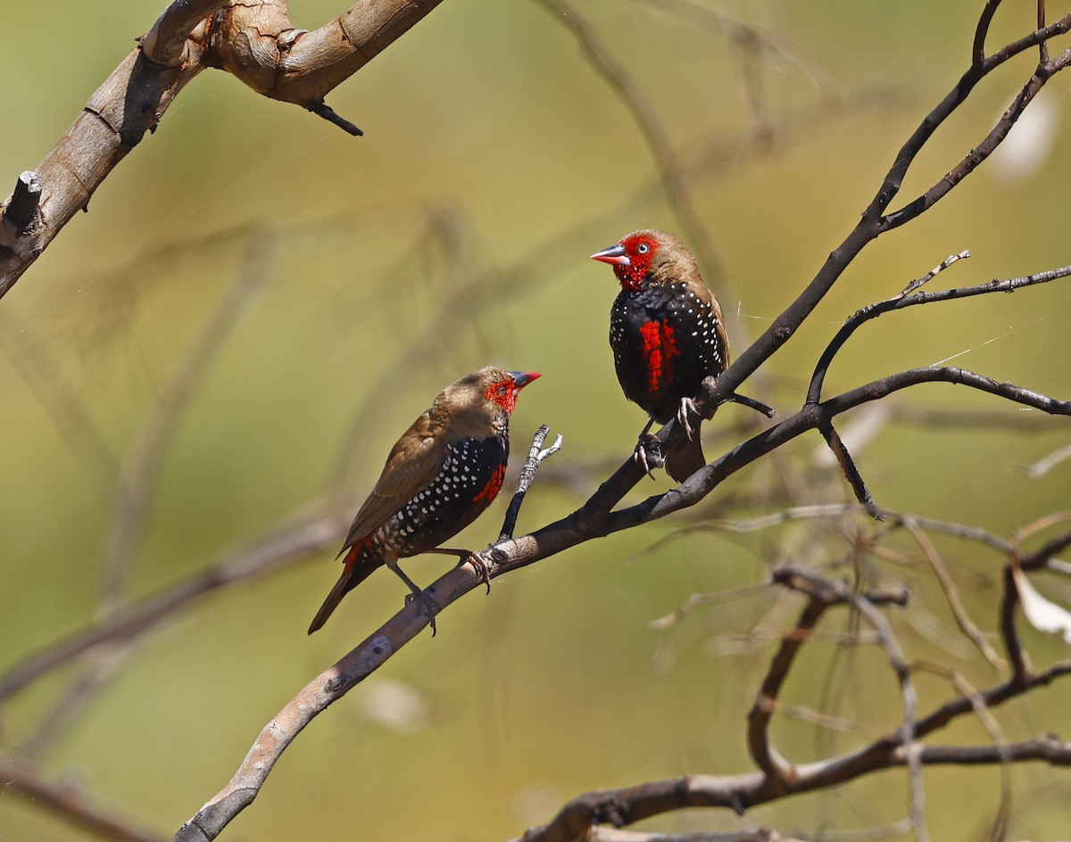 Painted Firetail - ML477599611
