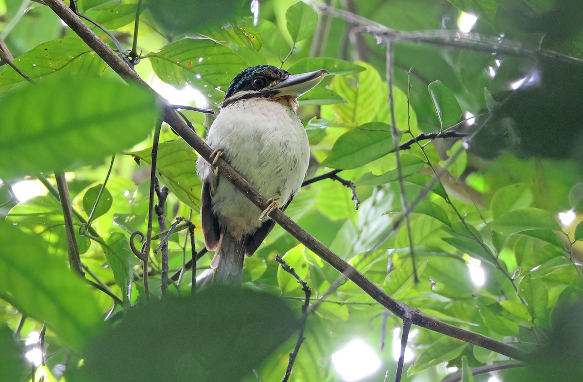 Hook-billed Kingfisher - ML477599651