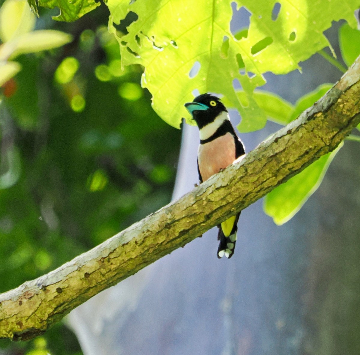 Black-and-yellow Broadbill - ML477599701