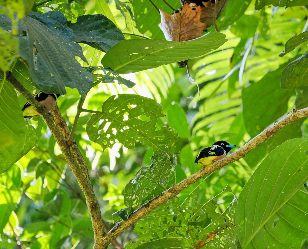 Black-and-yellow Broadbill - ML477599711