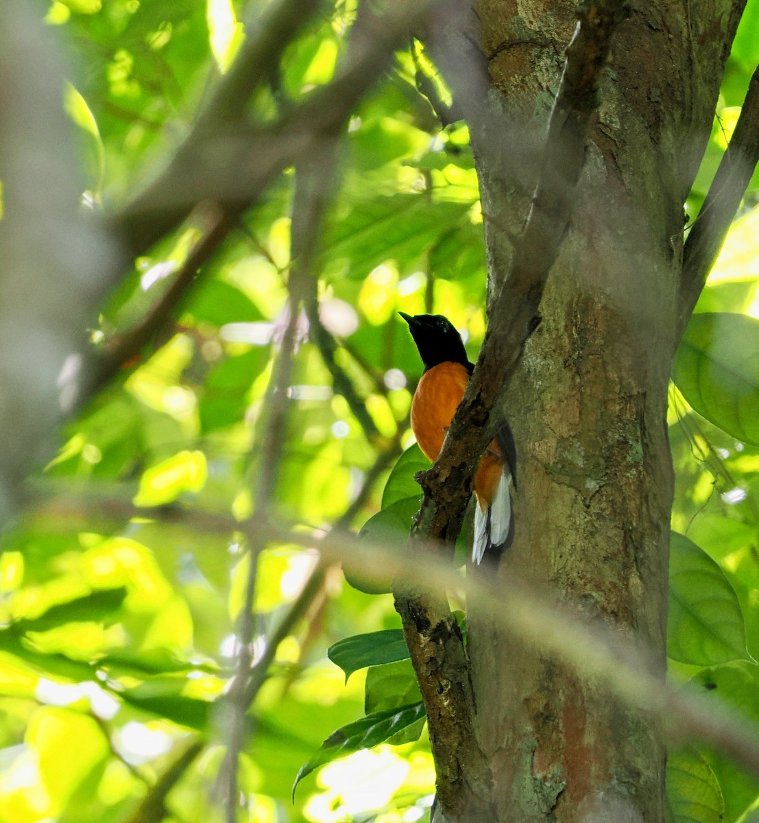 White-rumped Shama - ML477599751