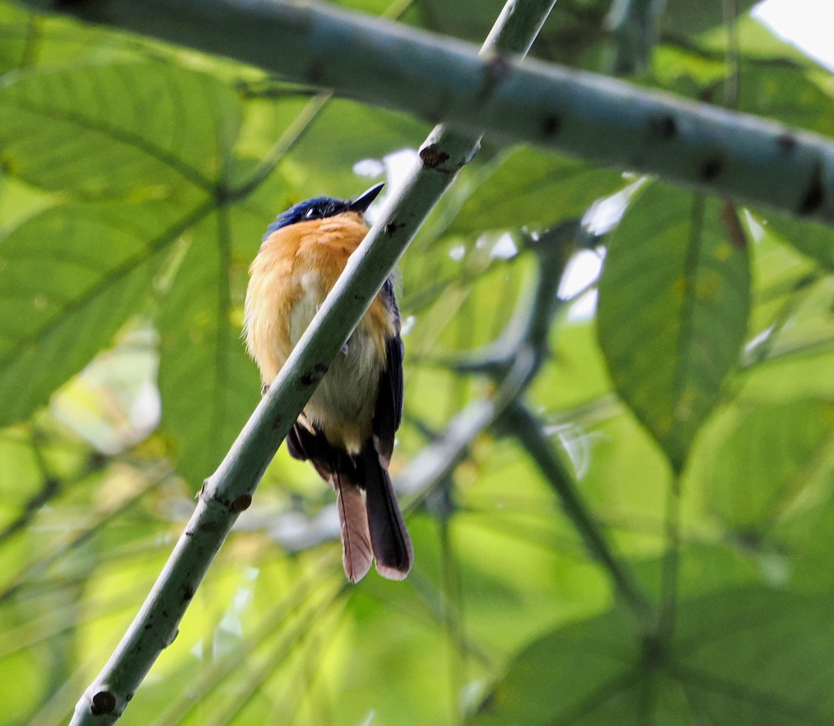 Bornean Blue Flycatcher - ML477599761