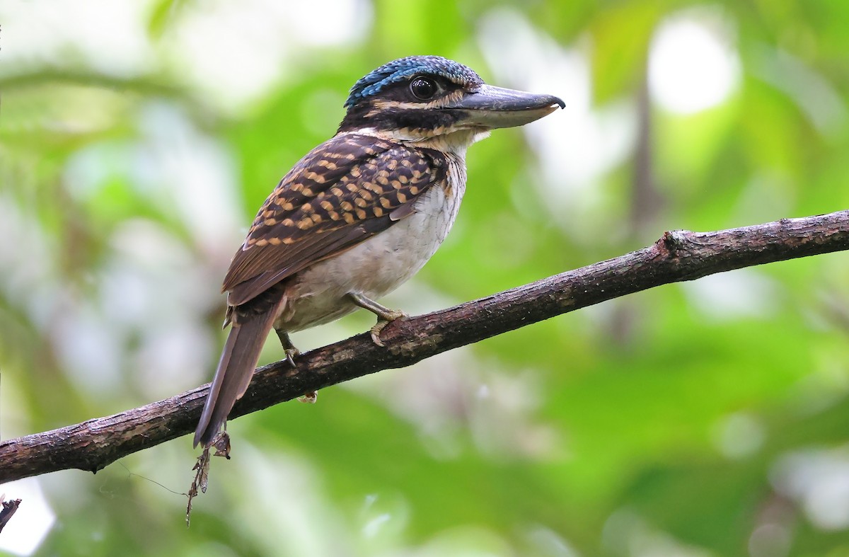 Hook-billed Kingfisher - ML477599931