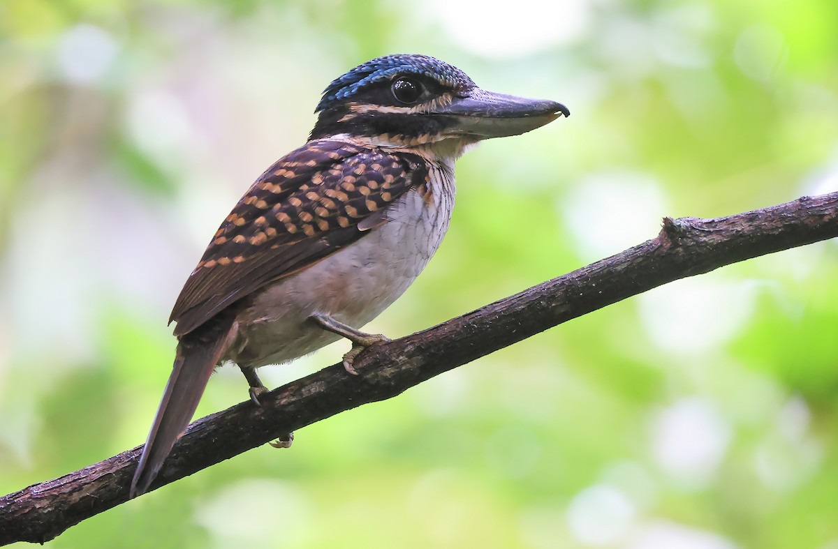 Hook-billed Kingfisher - ML477599941