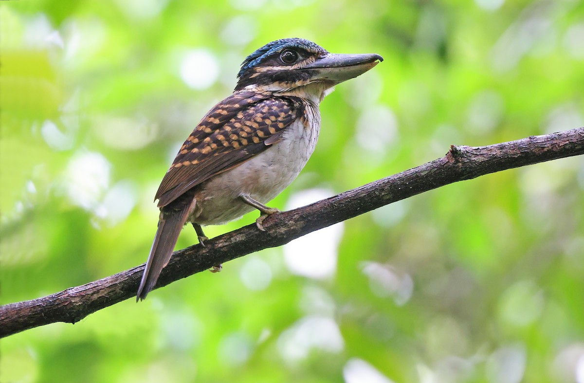 Hook-billed Kingfisher - ML477599951