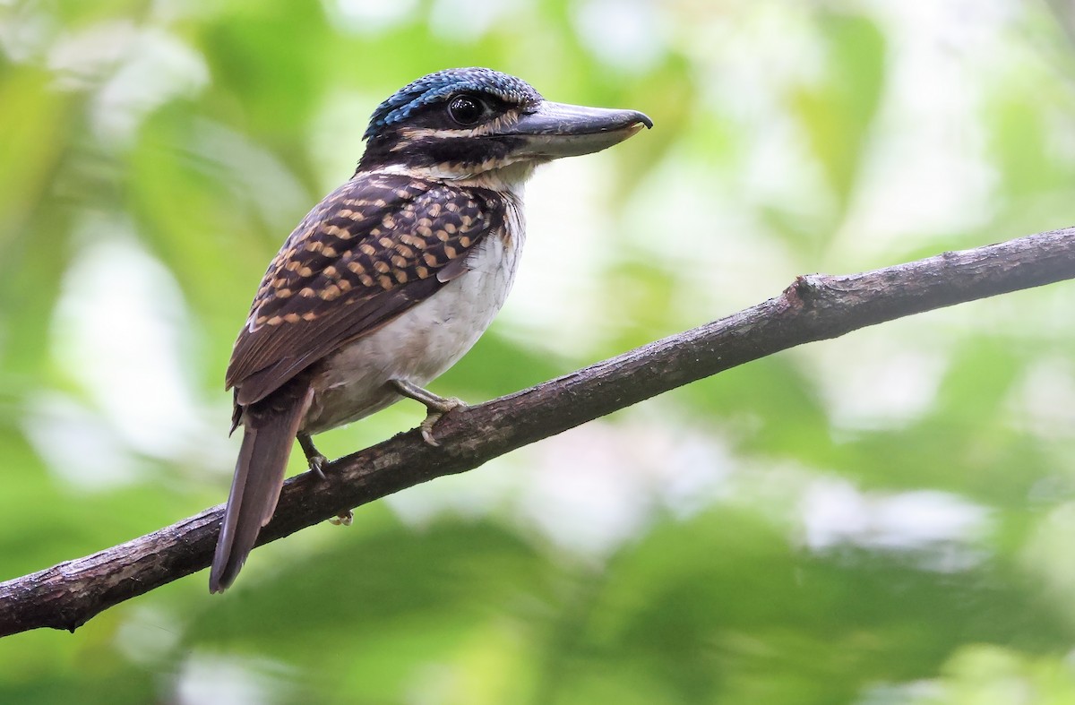 Hook-billed Kingfisher - ML477599961