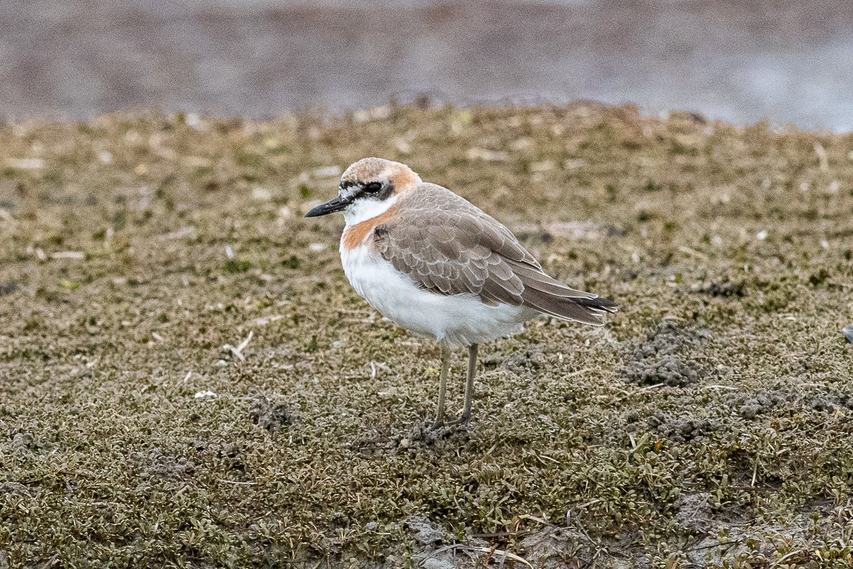 Greater Sand-Plover - ML477600221
