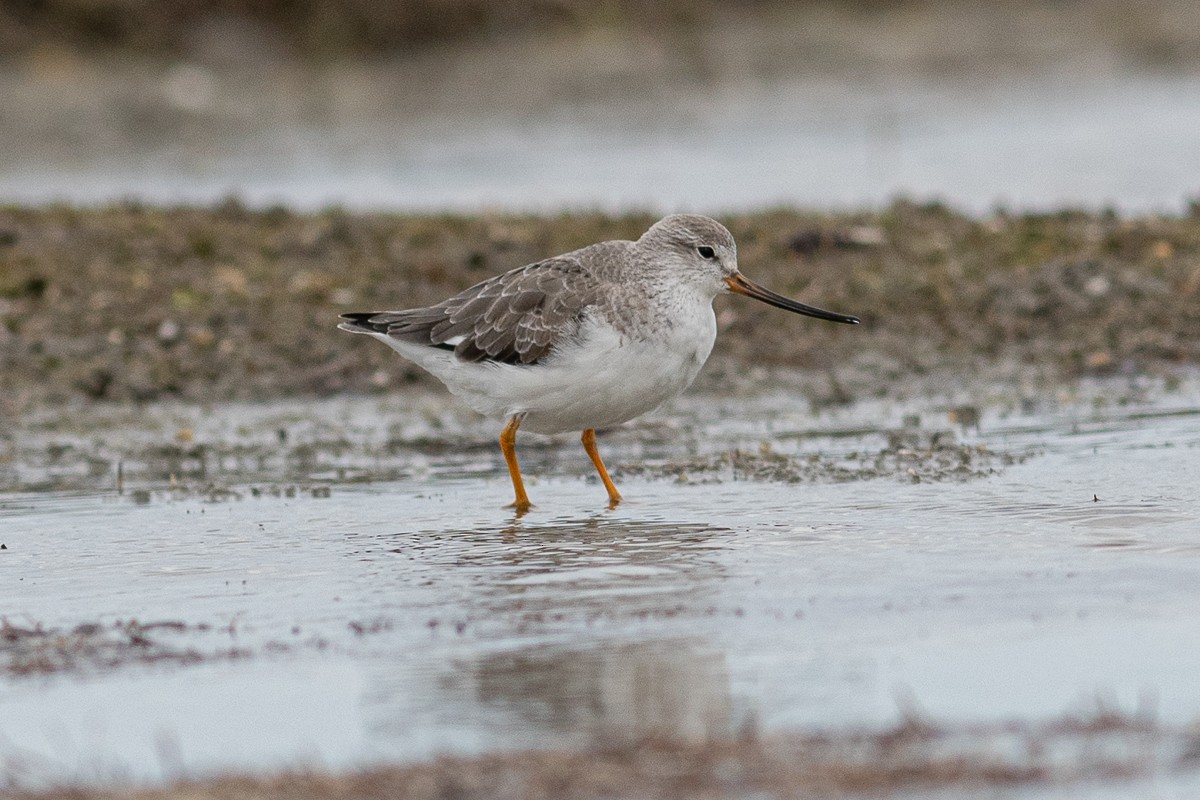 Terek Sandpiper - ML477600301