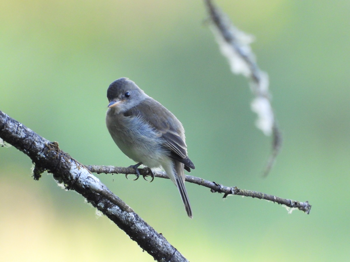 Willow Flycatcher - ML477600391